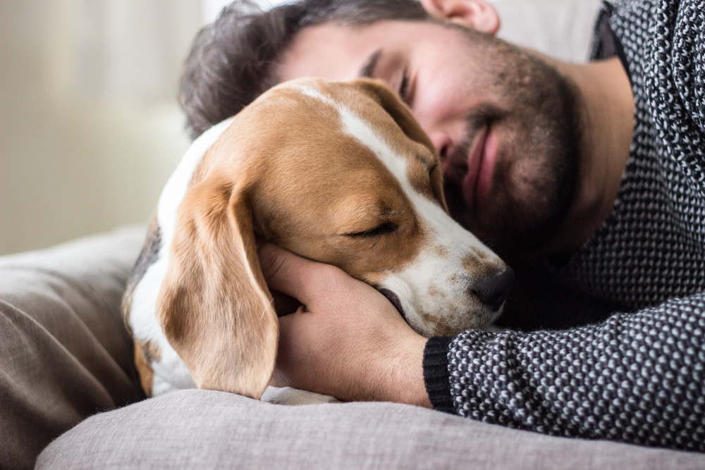 Tierkommunikation - mit Tieren kommunizieren: Foto: © asiamarangio / shutterstock / #504980047